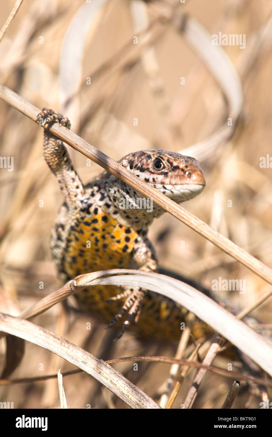 Vertikale foto van een hagedis levendbarende klauterend in een pol pijpenstrootje; foto verticale di una lucertola comune di arrampicata in moorhexe; Foto Stock