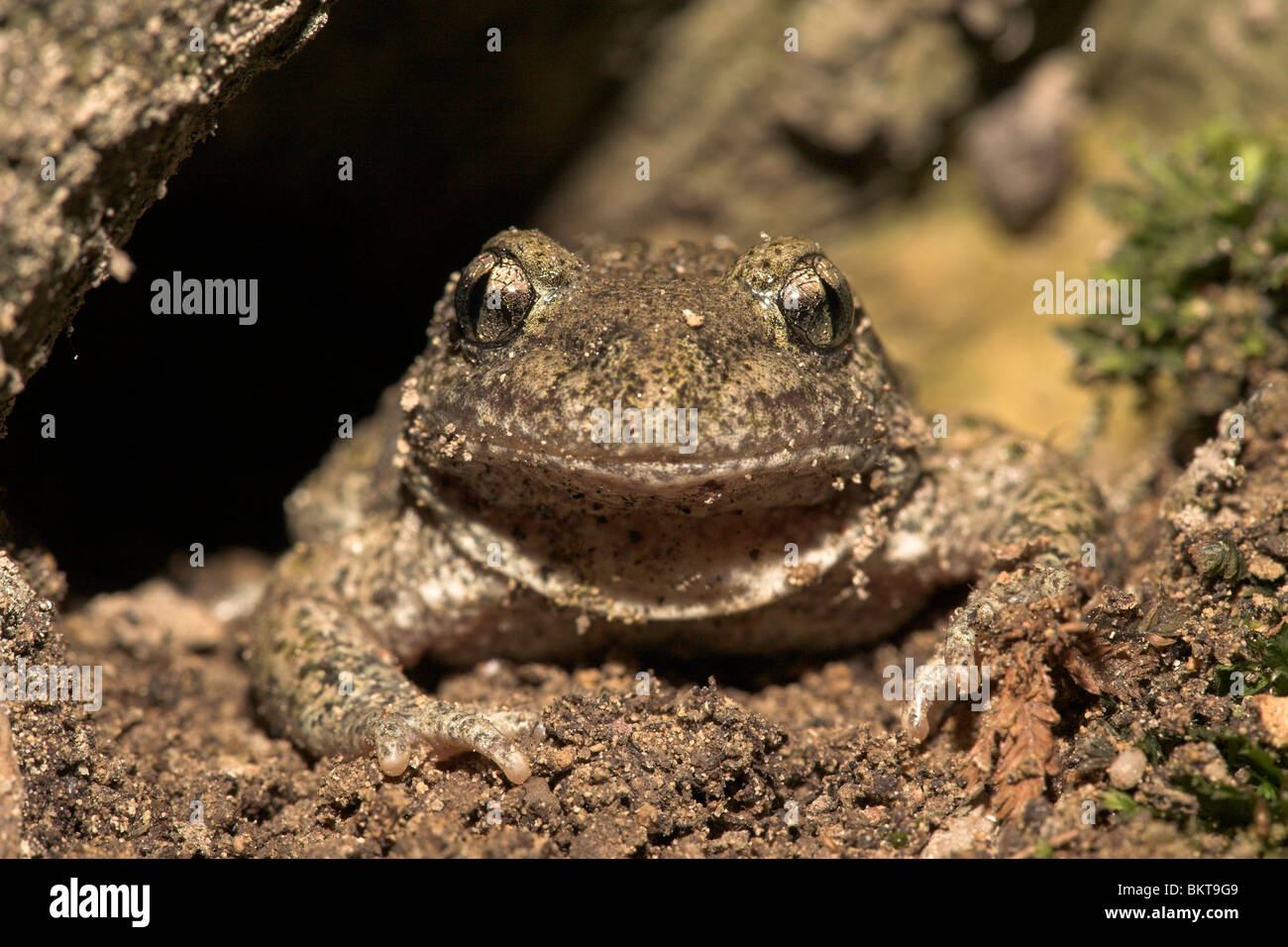Ritratto frontale di un comune ostetrica toad in un foro sotto un albero Foto Stock