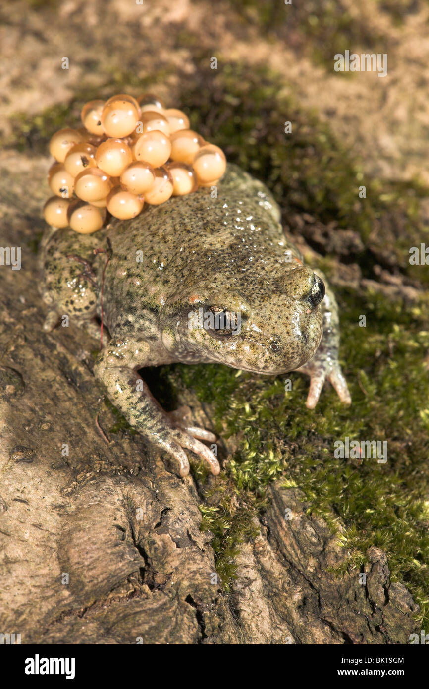 Foto verticale di un maschio di ostetrica toad che trasporta le uova o spawn sulla sua schiena Foto Stock