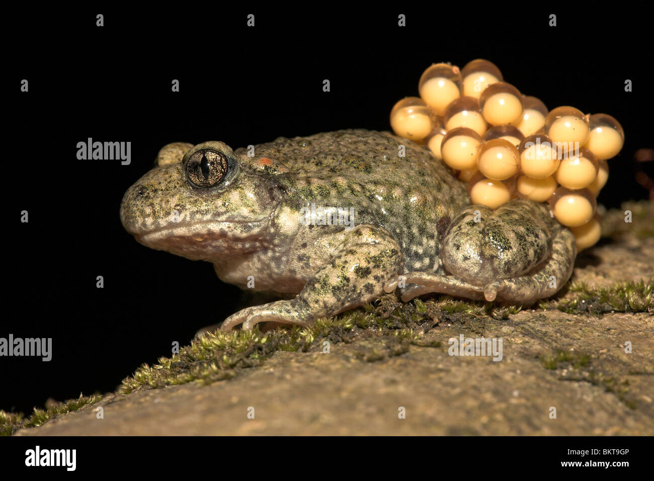Foto di un maschio di ostetrica toad con uova (spawn) Foto Stock