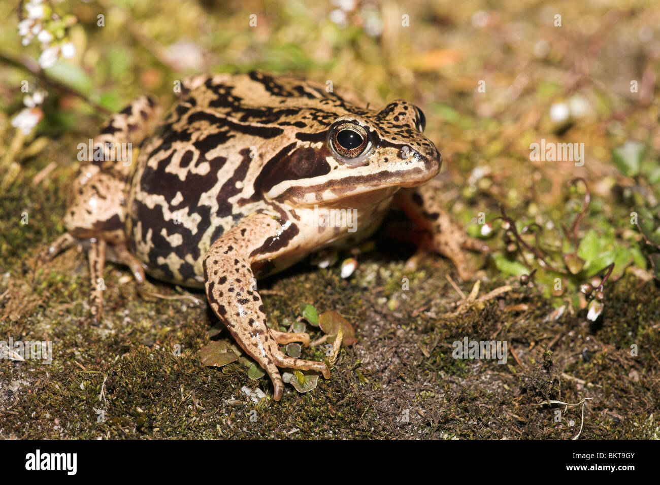 Foto di una femmina di moor frog piena con le uova sul suo modo al laghetto di allevamento Foto Stock