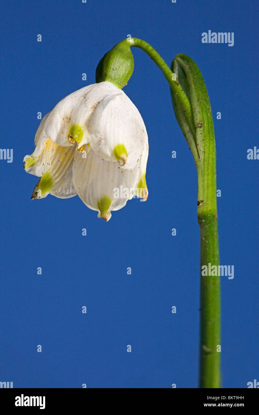 Foto verticale di un fiocco di neve di primavera contro un cielo blu Foto Stock