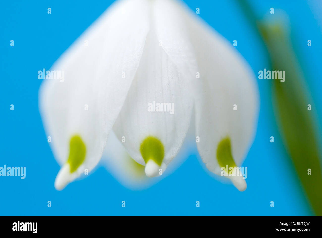 Macro nomeop van een lenteklokje tegen blauwe achtergrond; Macro Immagine di un fiocco di neve di primavera contro uno sfondo blu Foto Stock