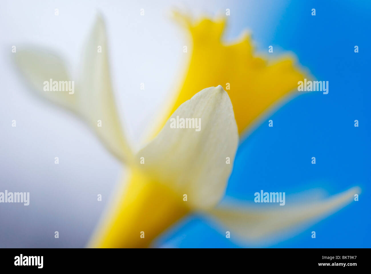 Macro nomeop van een narcis; Macro Immagine di un daffodil Foto Stock
