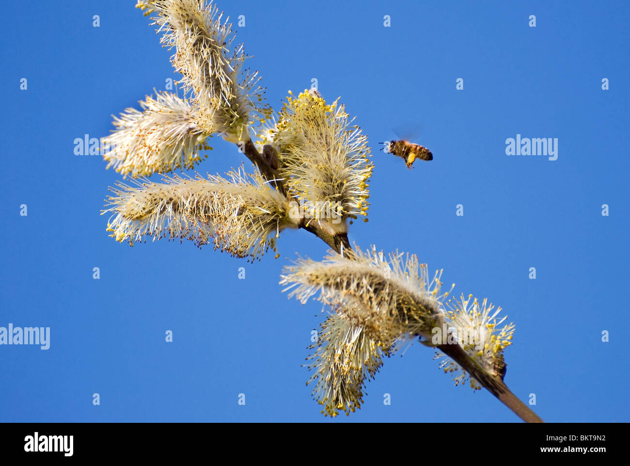 Un miele delle api alla ricerca di miele vicino a Willow amenti Foto Stock