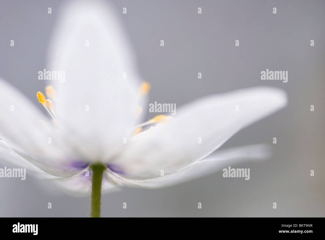 Macro nomeop van een bosanemoon; Marco foto di un anemone di legno Foto Stock