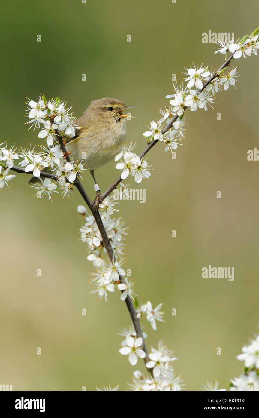 Tjiftjaf zingend in topje van bloeiende Sleedoorn; Chiffchaff cantando nella parte superiore di fioritura prugnolo Foto Stock