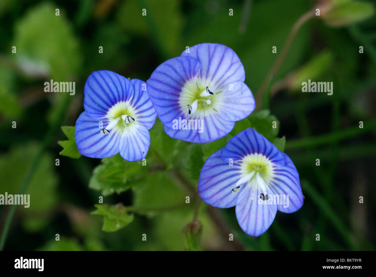 Makro opnamen van hemelsblauwe bloempjes van grote ereprijs Foto Stock