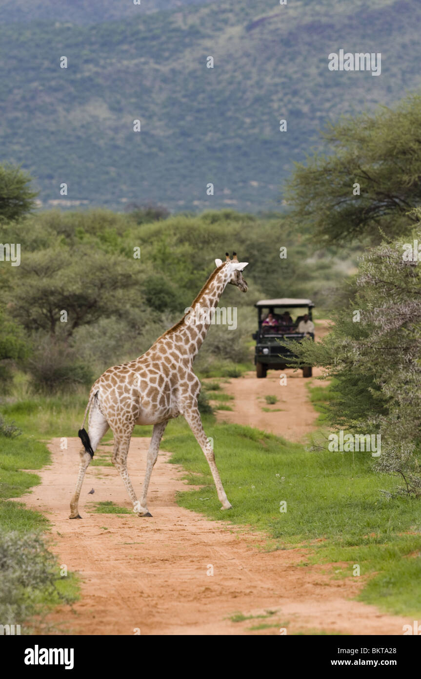La giraffa attraversamento strada di fronte safari game drive Land Rover, Erindi, Namibia. Foto Stock
