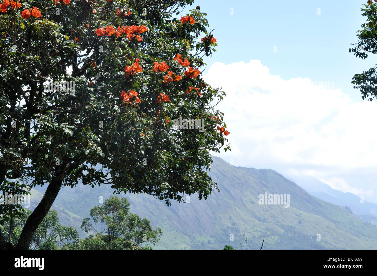 Paesaggio di Munnar, Kerala nei Ghati occidentali dell'India Foto Stock