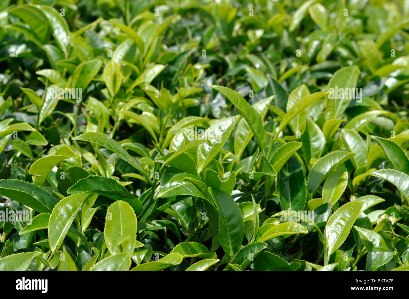 Primo piano di Tea Leaves 03 in un giardino da tè a Munnar, Kerala, nei Ghati occidentali dell'India Foto Stock