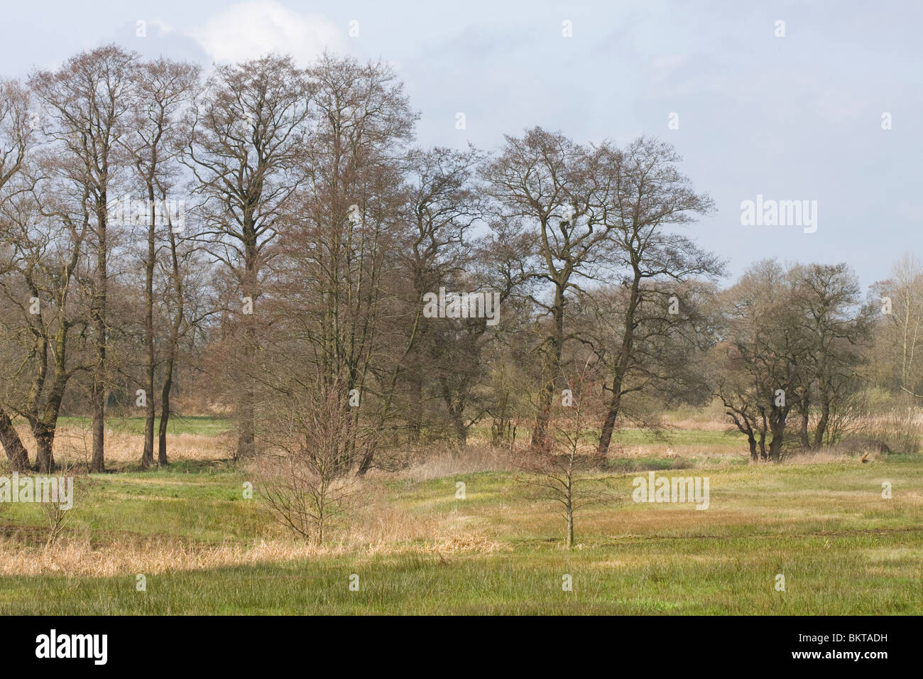 Broekbos in het beekdal van de Drentse Aa bij Loon Foto Stock