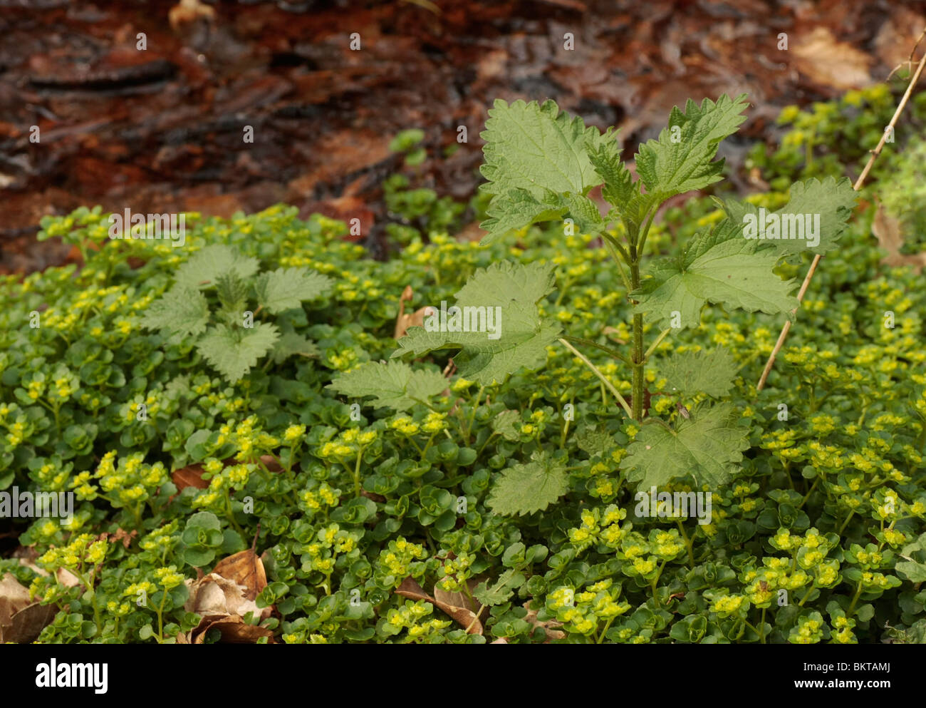 Grote Brandnetel voelt zich overal thuis. Hier aan de oeverrand van een sprengkop verdringt hij het zeldzame Paarbladig Goudveil; ortica e opposti e lasciava in golden saxifraga Foto Stock