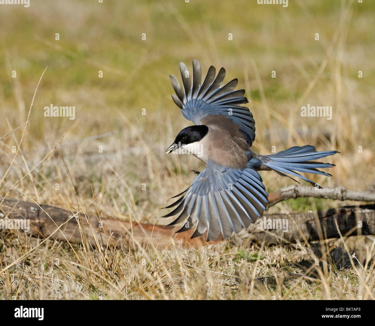 Blauwe Ekster al vliegend naar voedsel zoekend; Azure-winged Magpie volare mentre alla ricerca di cibo Foto Stock