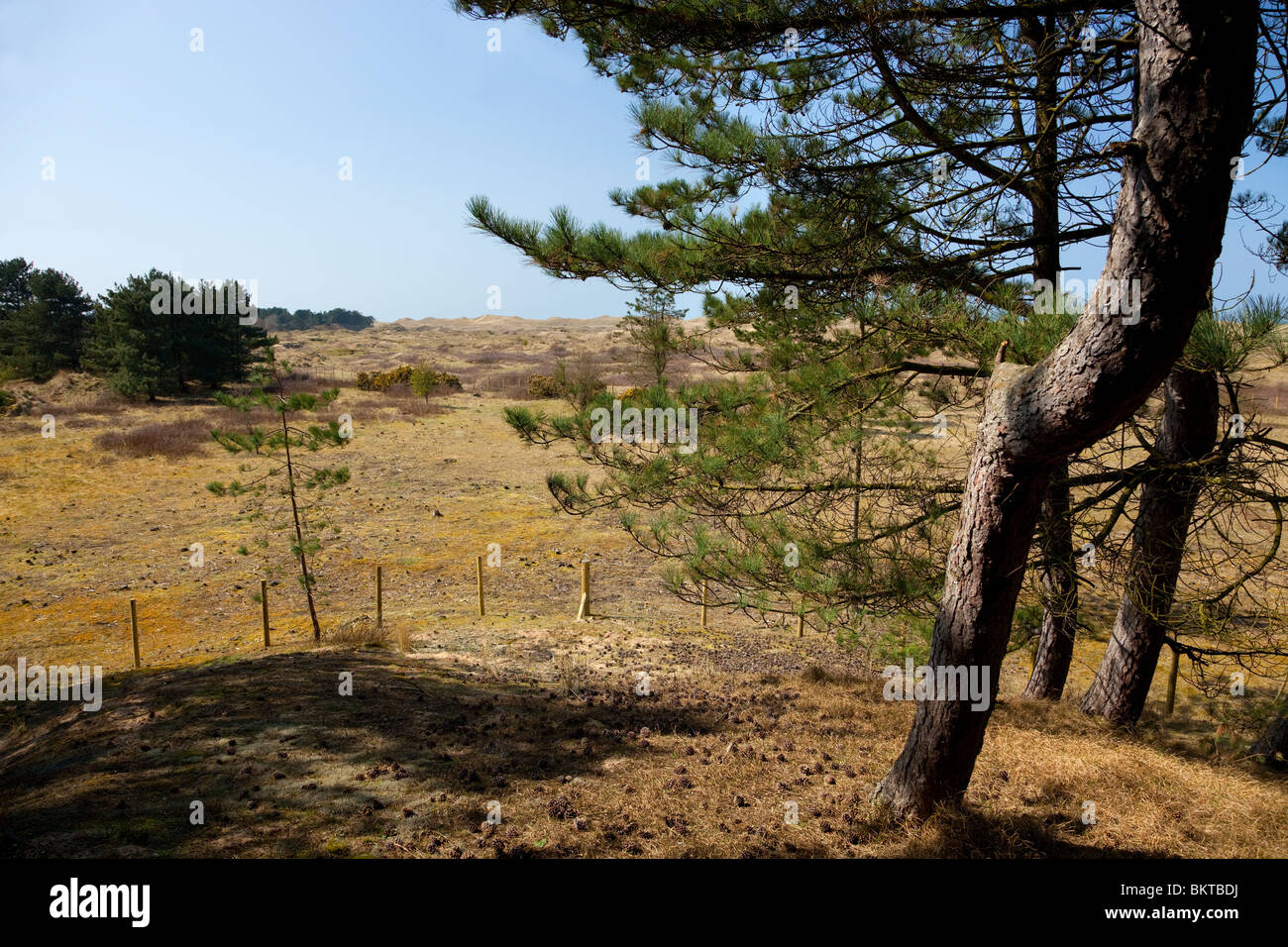 Ainsdale dune di sabbia Riserva Naturale Nazionale Foto Stock