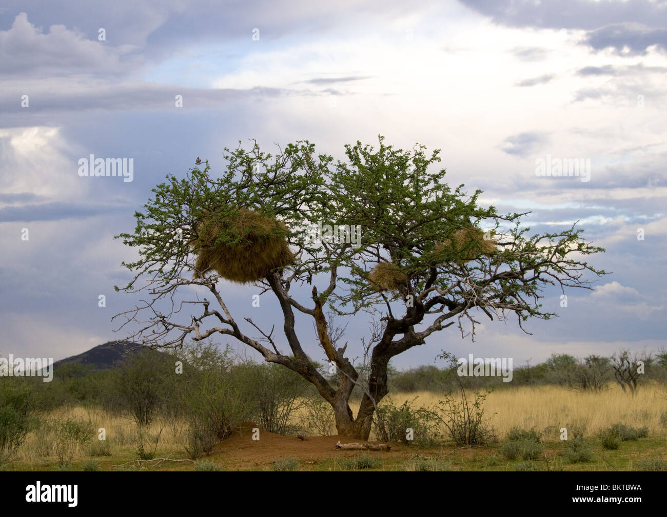 Tessitore sociale nido di uccelli, Namibia. Foto Stock