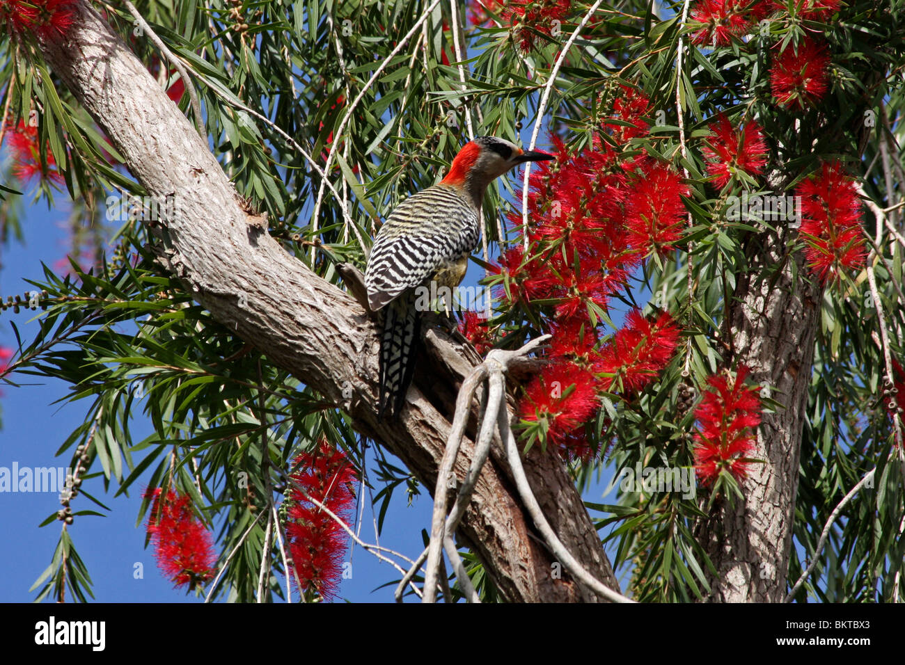 West Indian picchio in uno scovolino Foto Stock