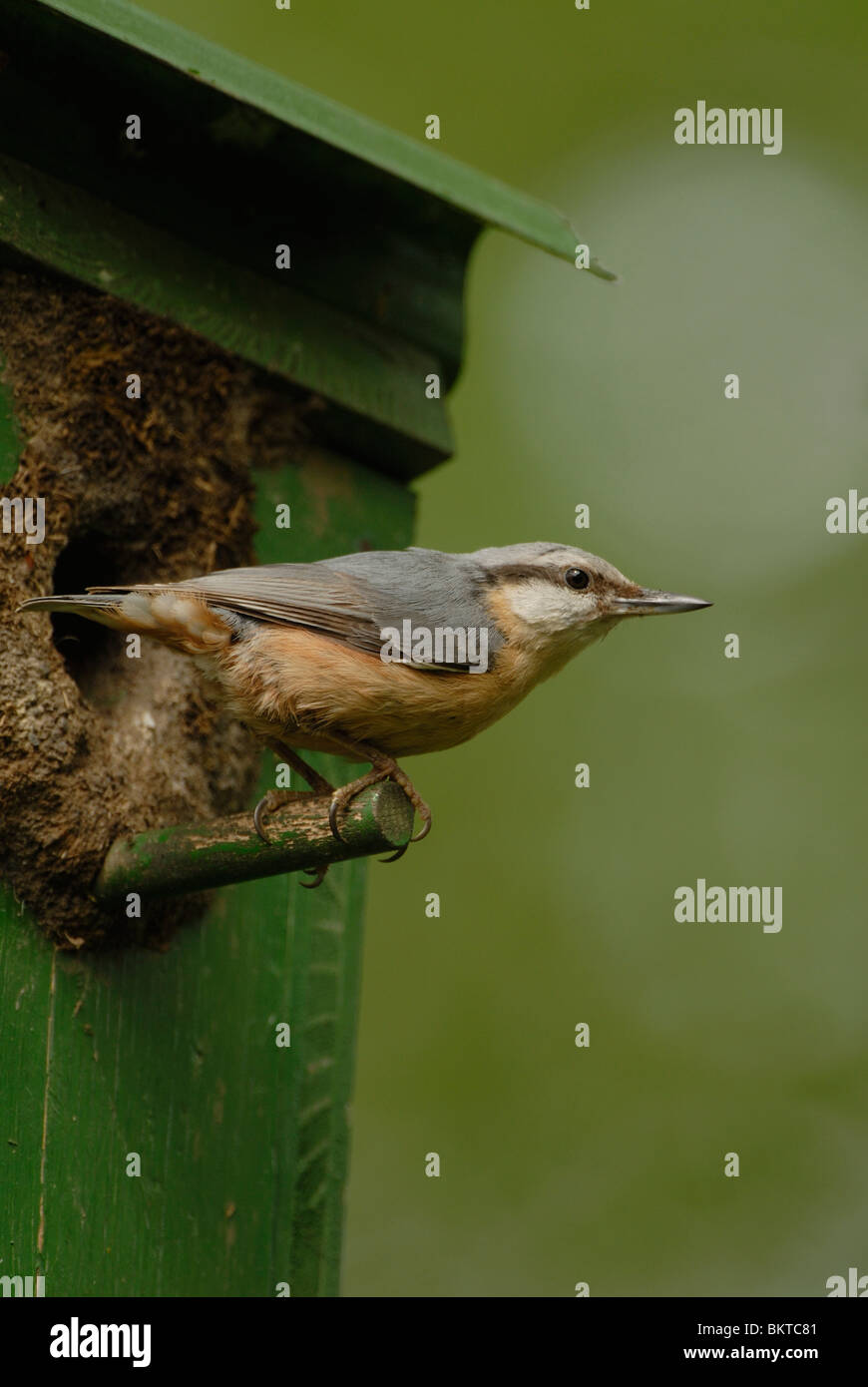 Boomklever voor nestkast, verticaal Foto Stock