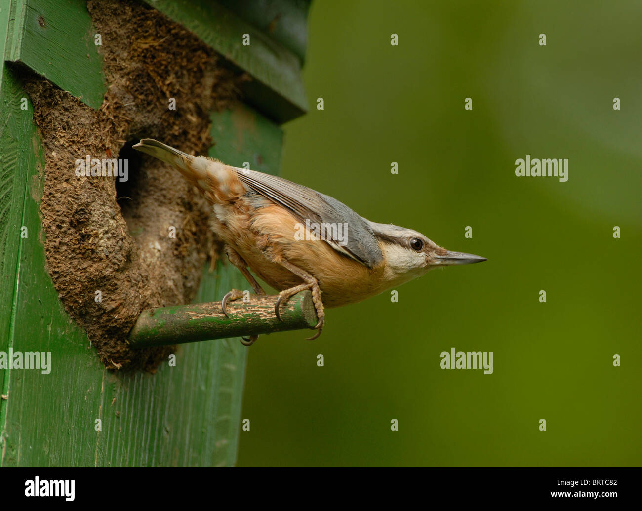 Boomklever voor nestkast Foto Stock