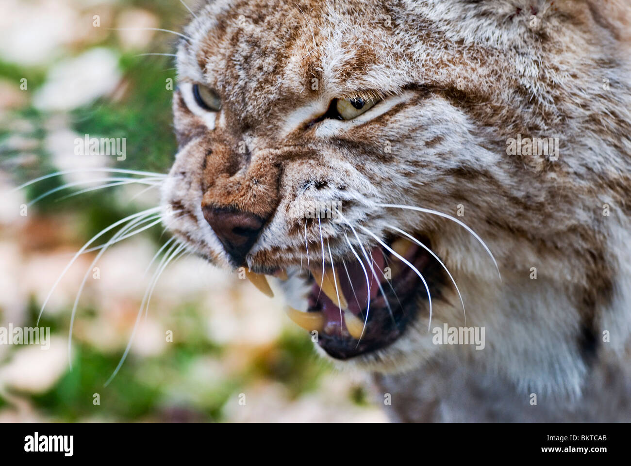 Portret van een boze lynx; Ritratto di un arrabbiato Lynx Foto Stock
