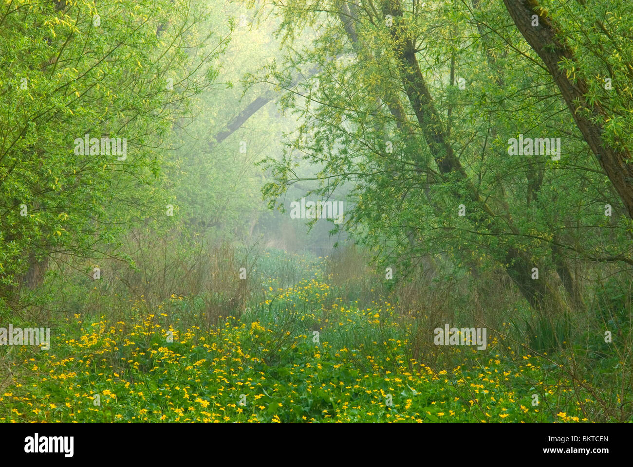 Voorjaar in klein profijt; la molla nella foresta di marea di klein profijt Foto Stock