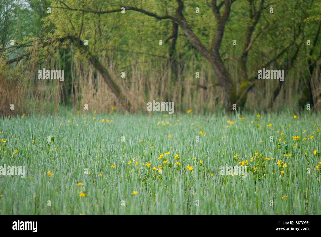 In spindotterbloemen de Rhoonse Grienden; Marsh Le calendule in reedbed nei Paesi Bassi Foto Stock