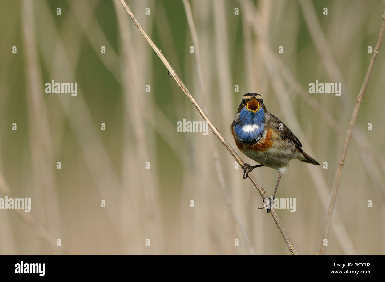 Il canto pettazzurro in essiccato nettlebush Foto Stock