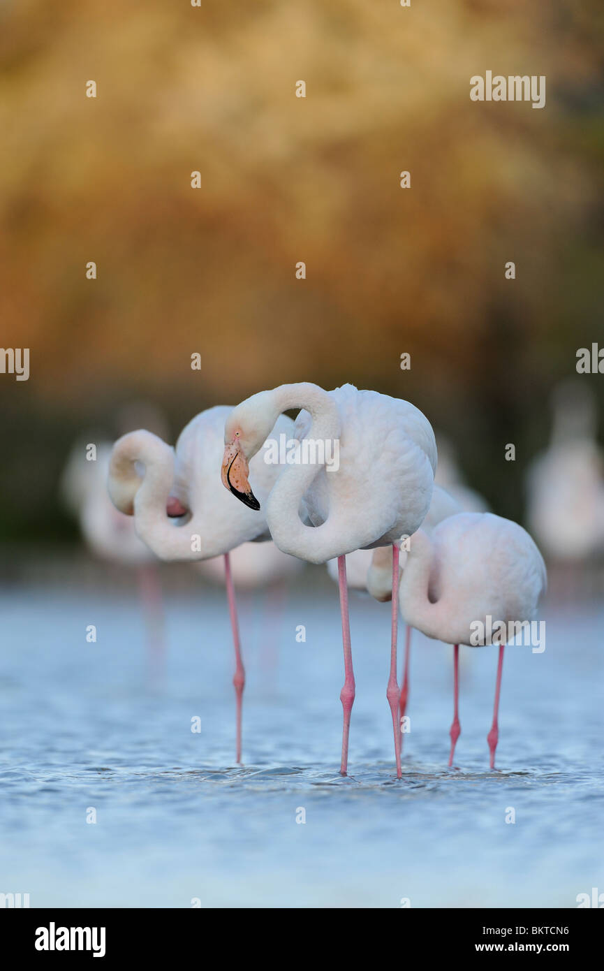 Groepje Europese Flamingo's staand in het acqua voor het slapen gaan in het laatste licht; dormendo e preening fenicottero maggiore da un basso punto di vista nella luce finale Foto Stock