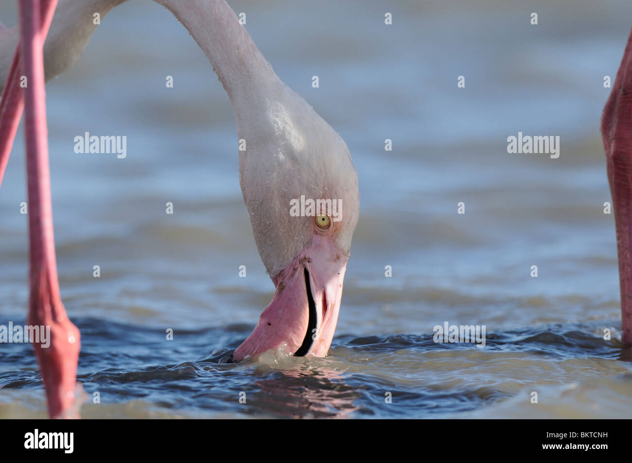 Kopportret van een foeragerende Europese Flamingo met de snavel metà in het acqua; colpo di testa di un fenicottero maggiore rovistando con esso's bill metà nell'acqua Foto Stock