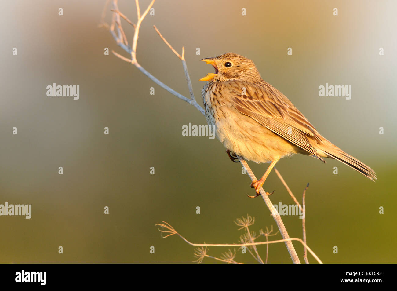 Zingende Grauwe Gors in het vroege ochtendlicht zittend op dode stengel van een schermbloemige; cantare Corn Bunting su un gambo essiccato nella prima luce Foto Stock