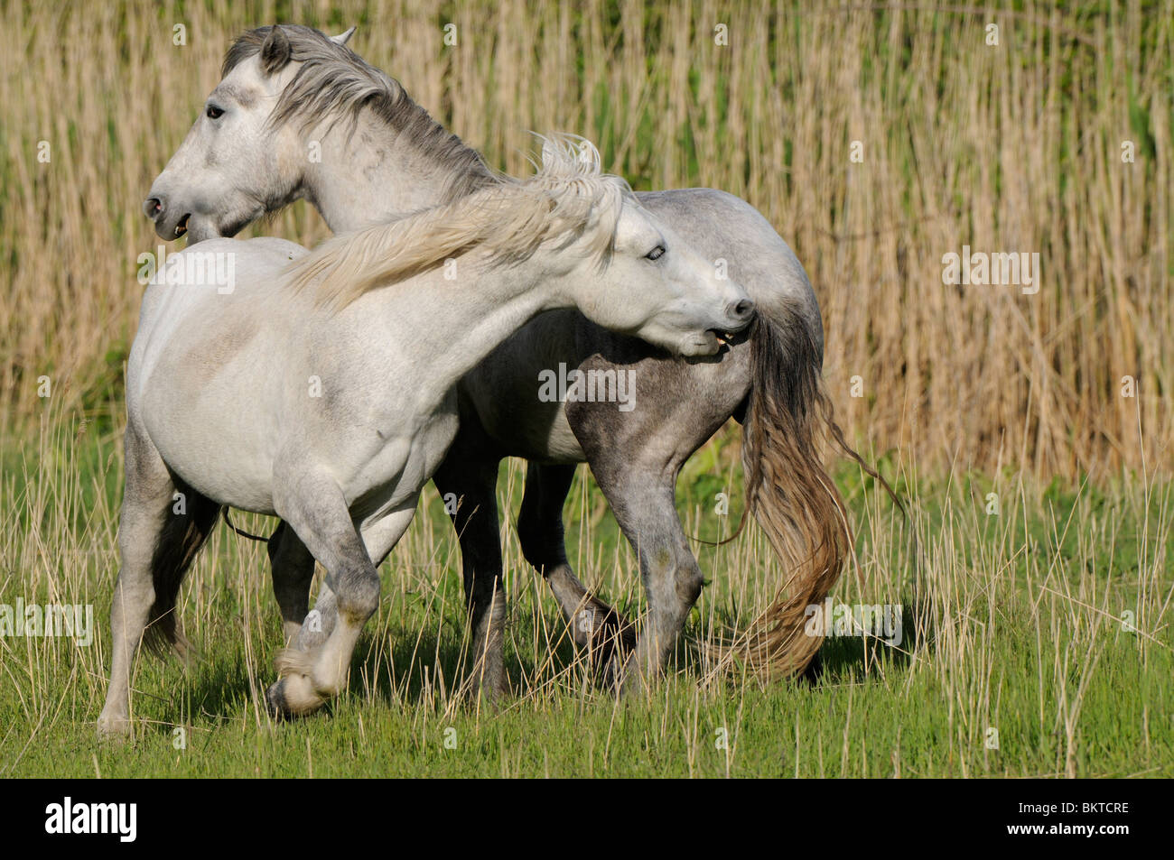 Due Camarque-cavalli combattimenti, cercando di mordere ogni altro Foto Stock