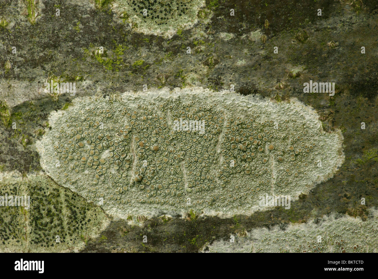 Witte schotelkorst incontrato gewoon purperschaaltje aan neutrale schors van de loofbomen Foto Stock