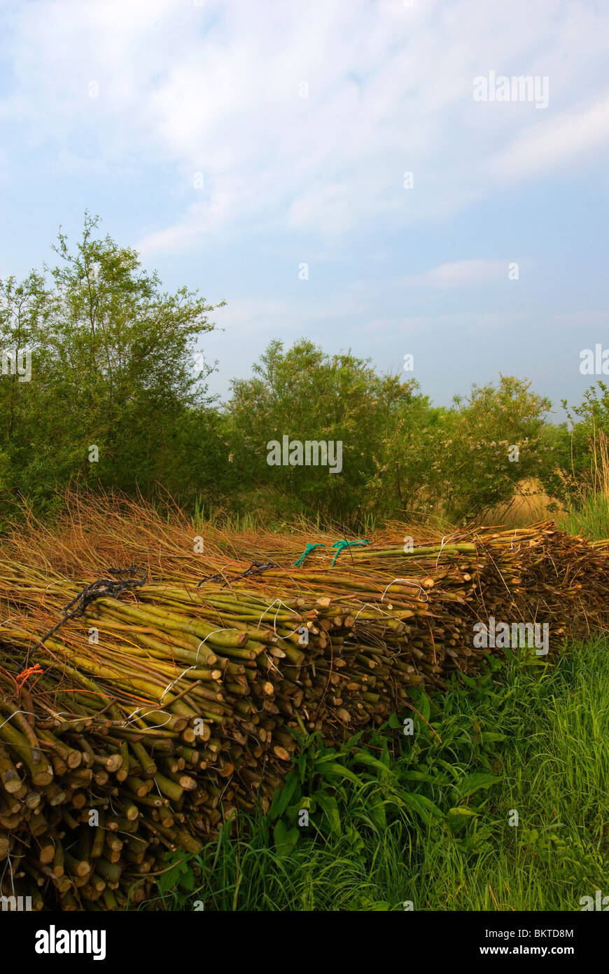 Griendcultuur; Willow ceduo Foto Stock