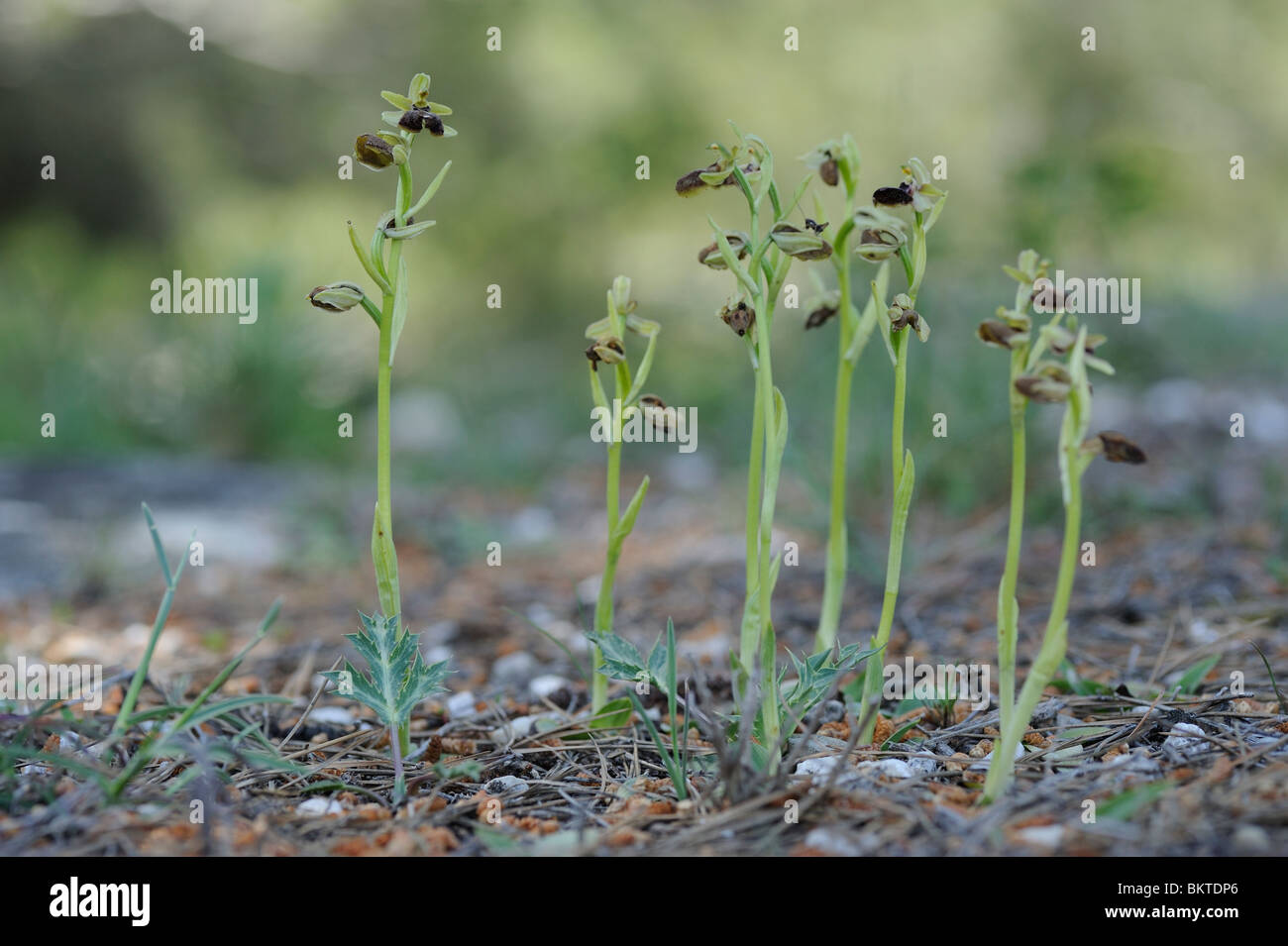 Vroege Spinnenorchis bloeiend in een wegberm. Foto Stock