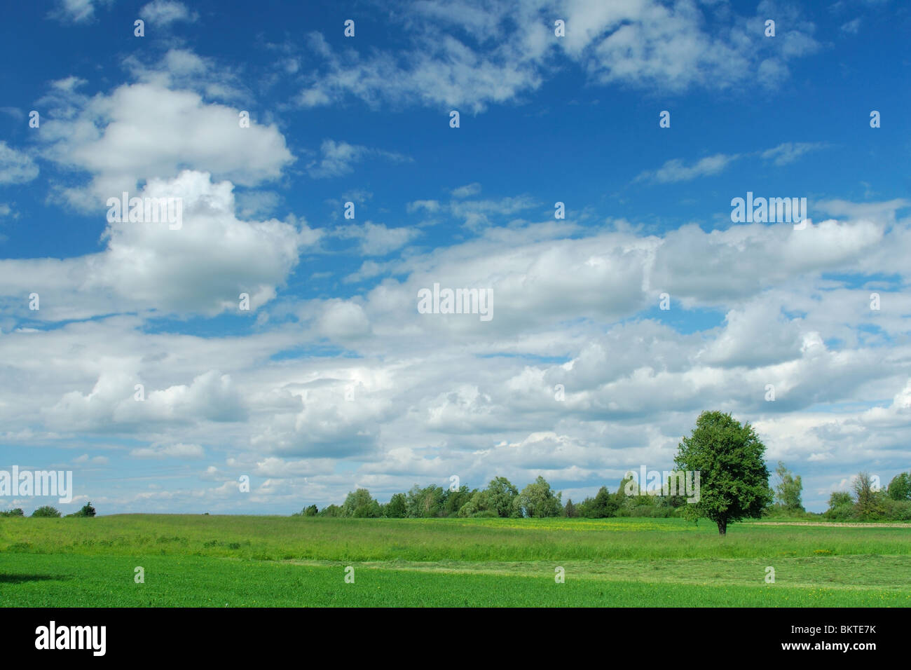 Paesaggio estivo Foto Stock