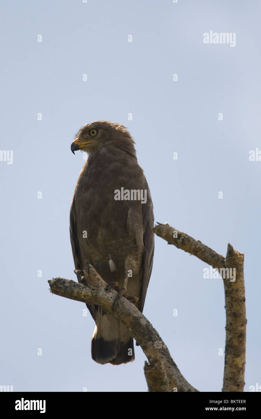 Western nastrare Snake Eagle (Circaetus cinerascens) Foto Stock