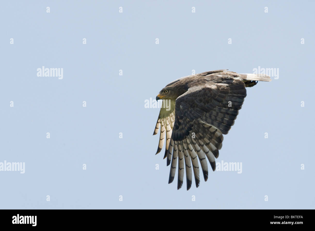 Western nastrare Snake Eagle, Kleine grijze slangenarend Foto Stock