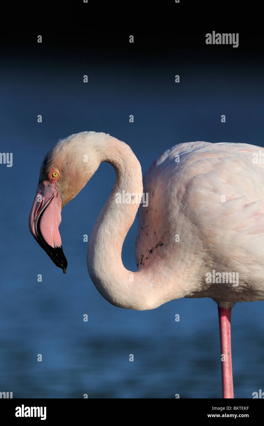 Kopportret van een foeragerende Europese Flamingo incontrato druppel modder aan de snavel en vieze veren op de rug. Foto Stock