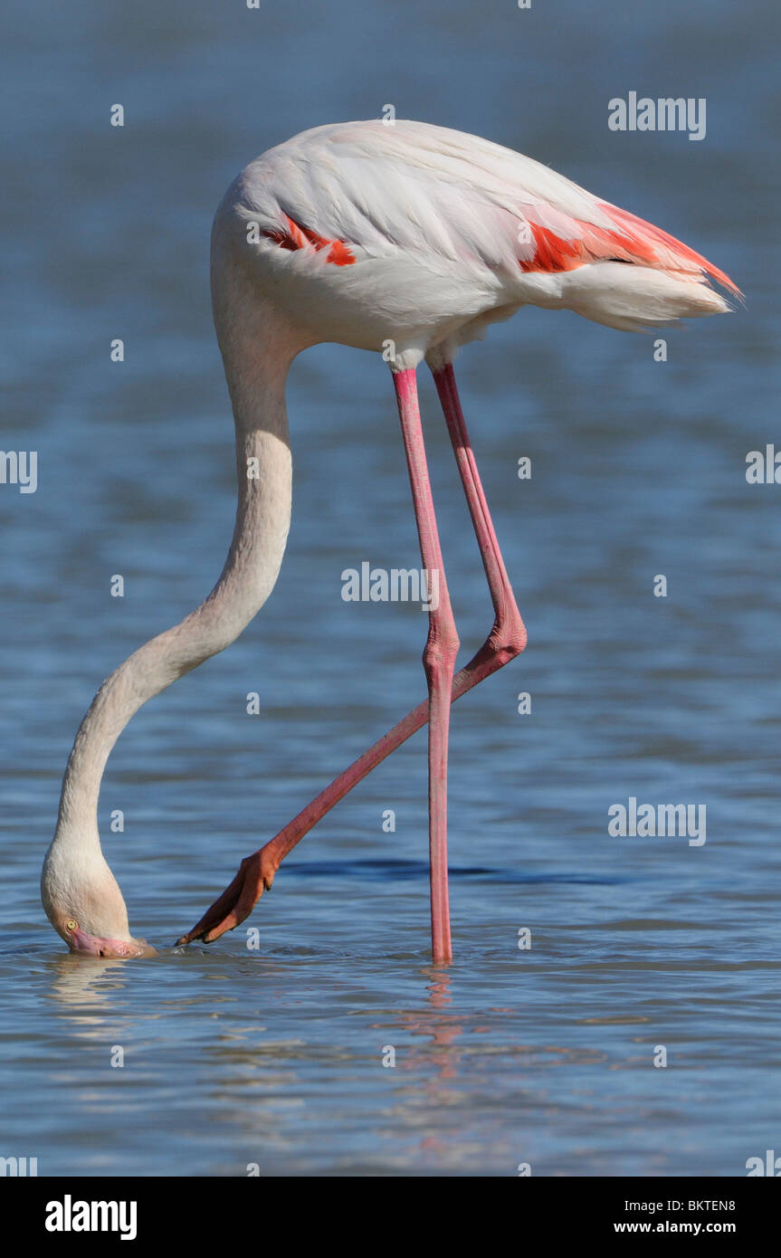Foeragerende Flamingo; rovistando fenicottero maggiore Foto Stock