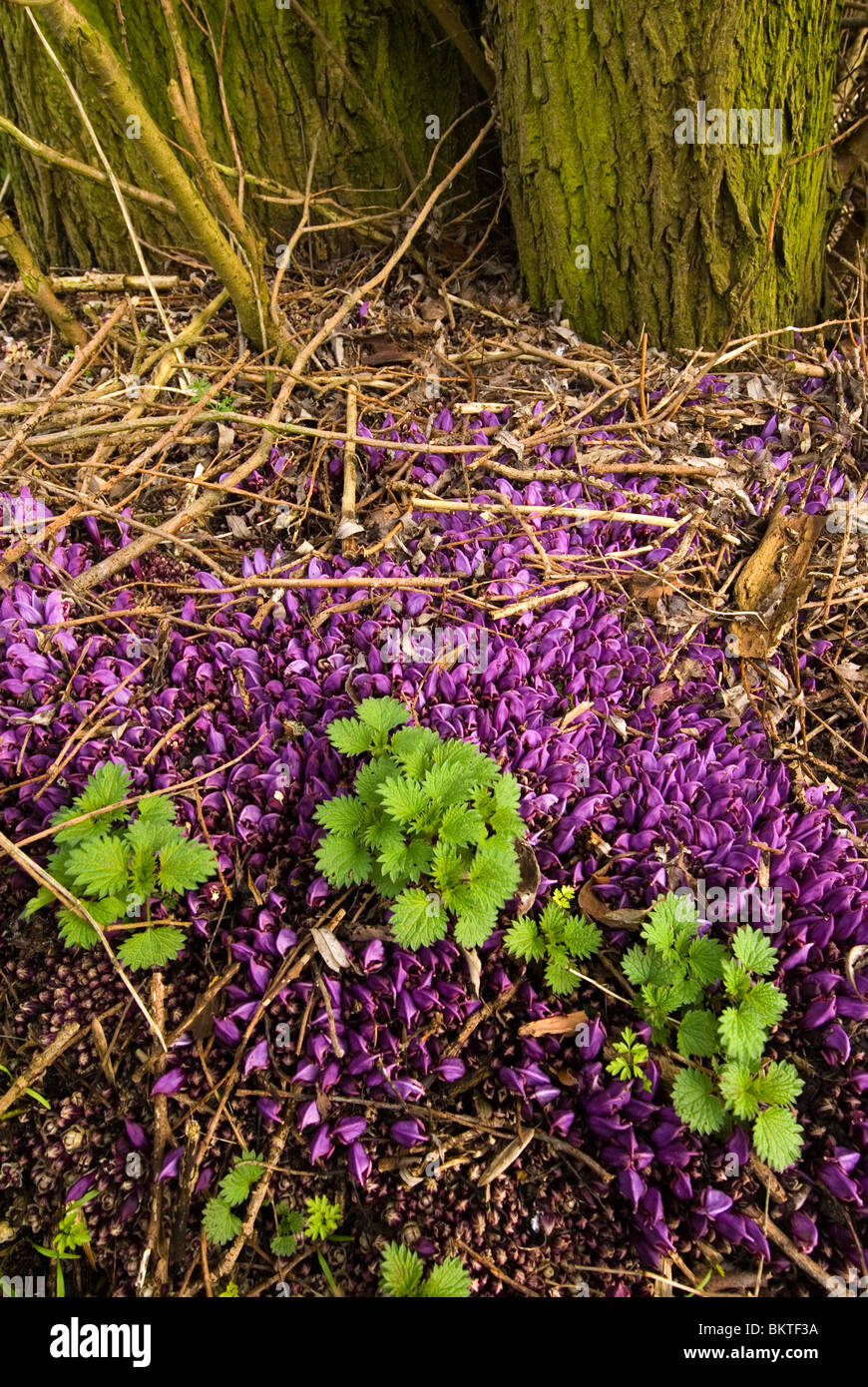 Fiore della pianta parassita purple toothwort sotto una willow con ortica Foto Stock