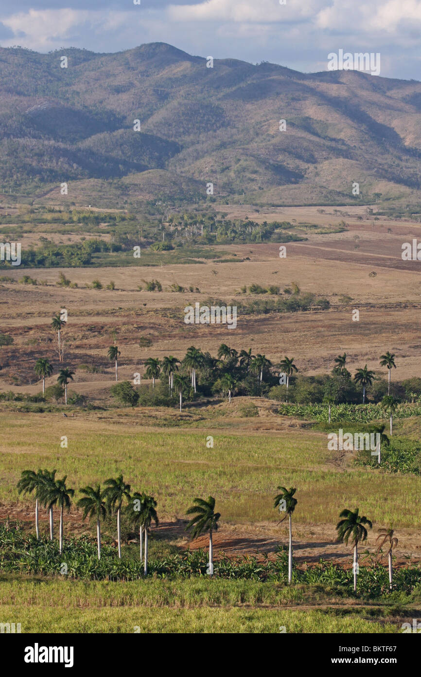 Vista valle Royal Palms i campi di canna da zucchero da viewpoint Loma del Puerto Sierra del Escambaray in background Foto Stock