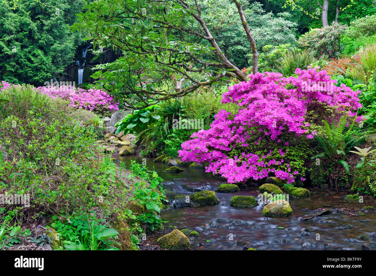 Piccolo ruscello che scorre attraverso Portland di molle di cristallo Rhododendron Garden. Foto Stock