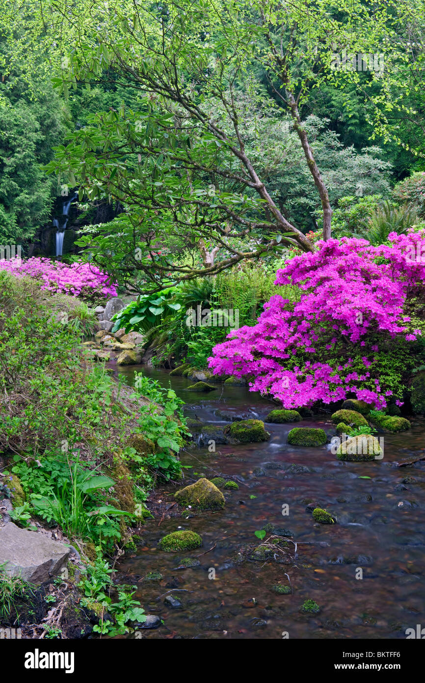 Piccolo ruscello che scorre attraverso Portland di molle di cristallo Rhododendron Garden. Foto Stock
