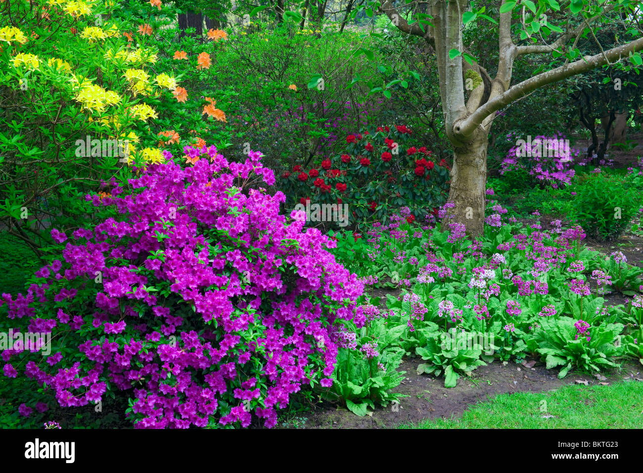 Portland di molle di cristallo Rhododendron Garden. Foto Stock