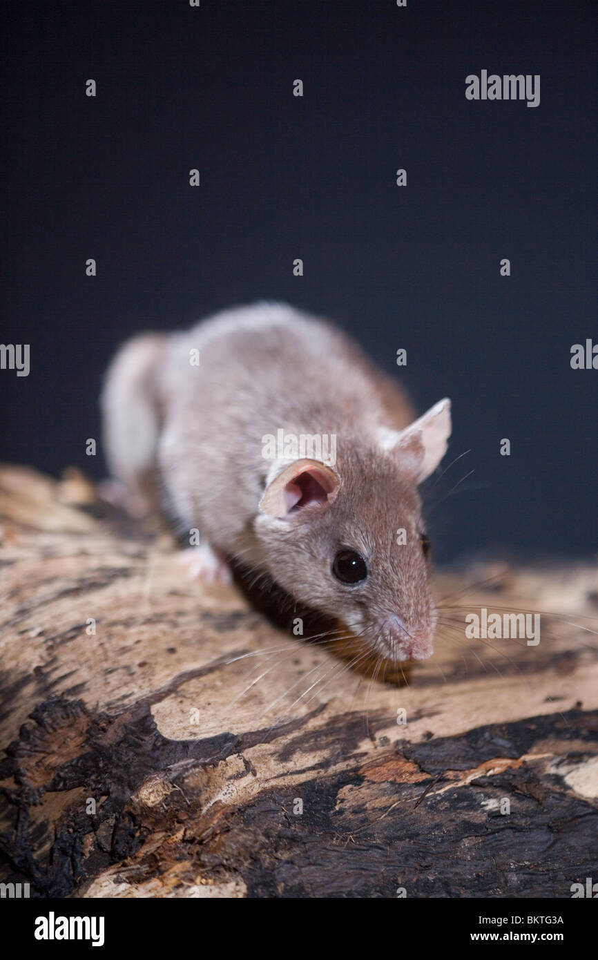 Spinosa egiziano Mouse (Acomys cahirinus cahirinus). Ritratto. La testa mostra organi sensoriali di grandi occhi, orecchie, esterno pinna, naso, vibrissae. Dimensioni di occhi indicativa di un orologio notturno, esistenza crepuscolare.​ Foto Stock