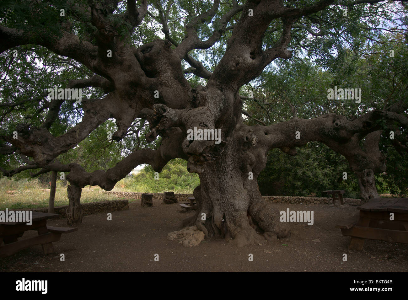 Vecchio albero Foto Stock