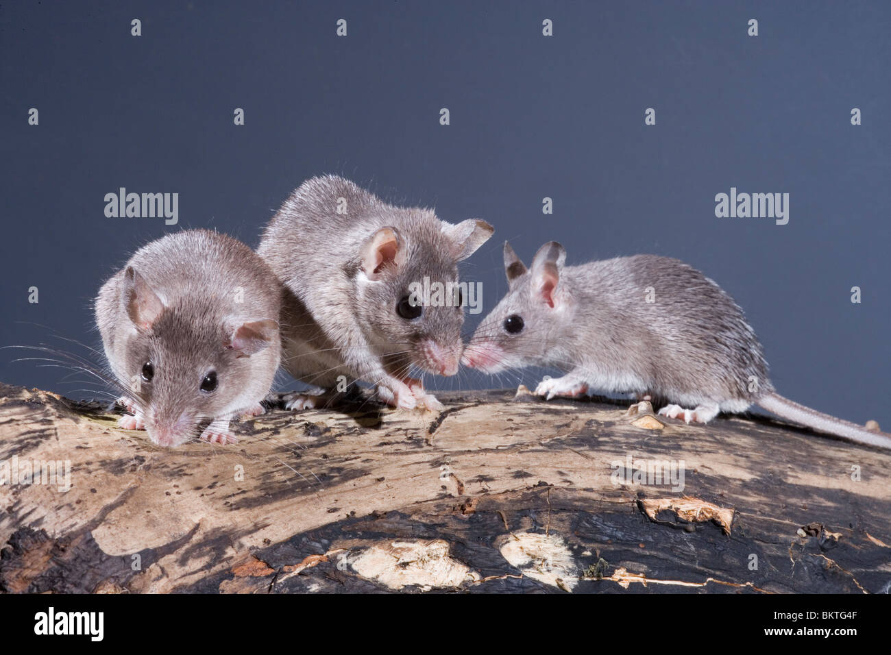 Spinosa egiziano topi (Acomys cahirinus cahirinus). Centro Adulti, immaturo su entrambi i lati. Foto Stock