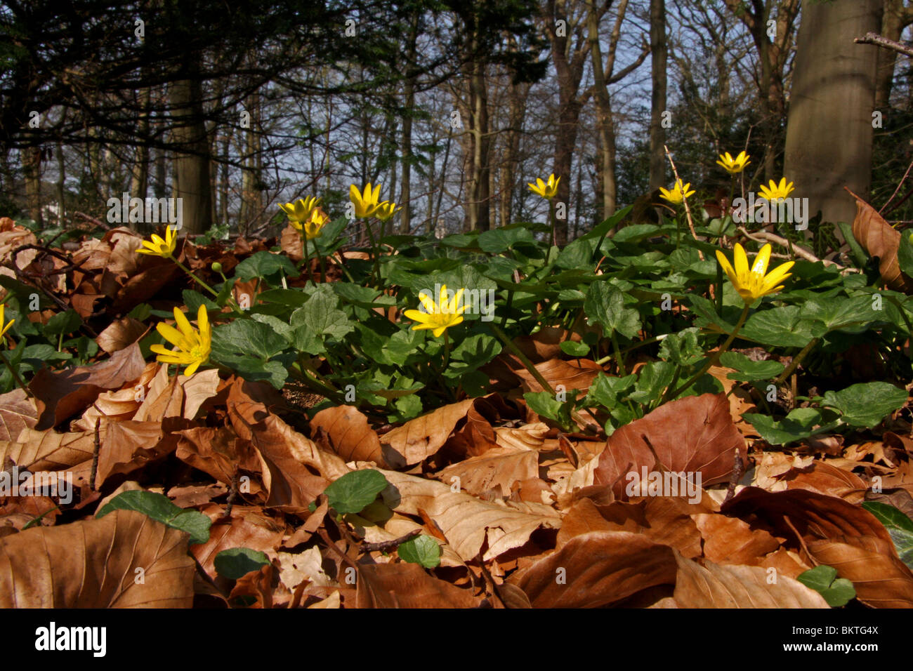 Bloeiende SPeenkruid tussen dode beukenbladeren in voorjaarsbos Foto Stock
