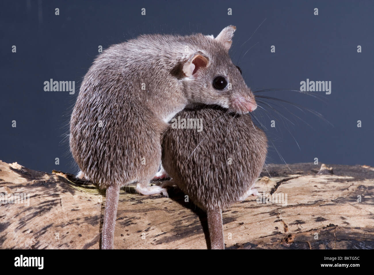 Spinosa egiziano topi (Acomys cahirinus cahirinus). Vista laterale e una vista posteriore di animali che mostra spinoso cercando pelo sul dorso, che conferisce loro il popolare name​. Foto Stock