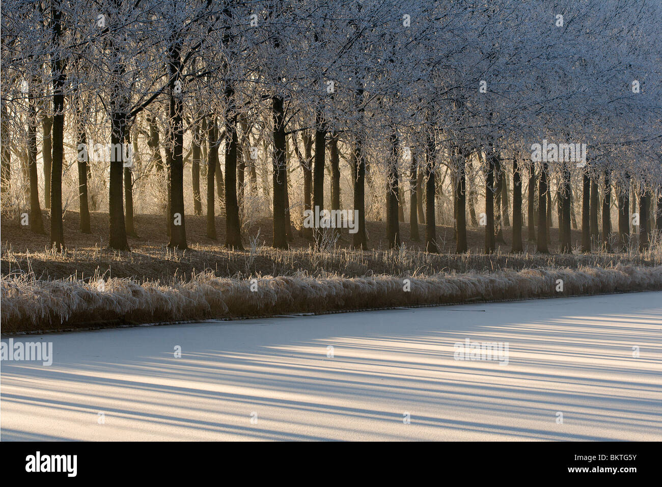 Trasformata per forte gradiente smerigliati alberi; Berijpte bomen Foto Stock